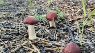 Stropharia rugosoannulata (wine cap) rezultate din luna mai 2025 