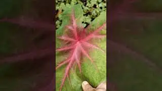 Red lined colocasia leaf#nature #beautful #shorts #small plant