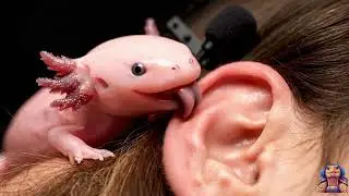 This ASMR video is so underrated #cute #asmr #animals #lick #ear #turtle
