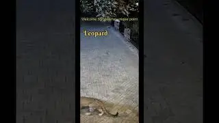 Leopard