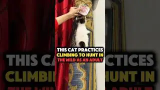 This Cat Climbs to the Top During Hunter Training and Shows Incredible Grip #shorts