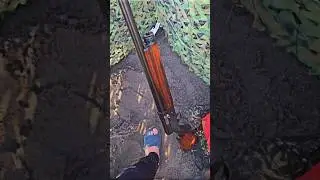 Duck Shooting with Browning FN A5