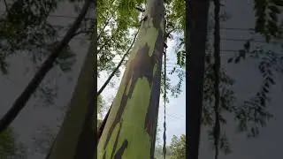 彩虹桉#彩虹桉#台灣彩虹桉樹#像極了愛情 #雨林植物