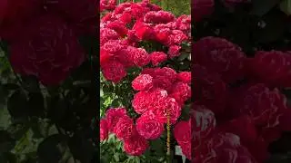 David Austin rose #rose #redrose #beautifulflowers #ytshorts #natural #roses #shorts