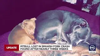 Dog lost in car crash in Spanish Fork Canyon found alive