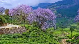 Munnar Small Tour & Jeep Safari | Tea Gardens & Off-Road Adventure