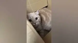 Funny Pets Cats And Dogs Of 2025 November Week 1😹🐶 Episode 36