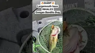 GIANT Largemouth Bass INHALES Googan Bandito Bug #shorts