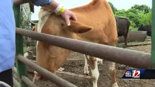 Alamance county dairy farmer attacked by bull returns home from hospital
