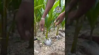 Have you heard coconut sounds? Let&rsquo;s hear them together. | coconut farming