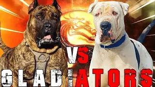 Presa Canario vs Bully Kutta | Bully Kutta vs Presa Canario | Powerful Guard Dog? | Billa Boyka |