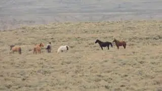 Wild Horses- Sandwash Basin, CO