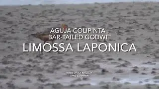 Limossa laponica/ Aguja colipinta/ bar-tailed godwit