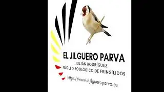 Voladera 13, 1a puesta 2019