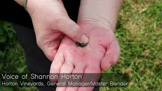 Horton Vineyards Norton Wine Tour 2024