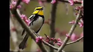 Wild Birds 2