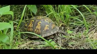 Box Turtle at Johnson Park off of Bridle Ave Cincinnati Ohio 05/17/2025