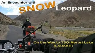 Interceptor/GT 650 Trip : An Encounter with Snow Leopard || Way to Tso-Morori Lake (Ladakh)