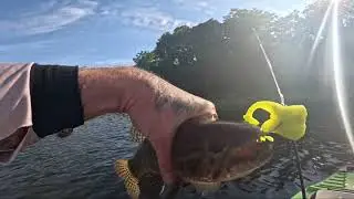 Muita tra&iacute;ra e a&ccedil;&atilde;o durante o dia .#traira #pesca # caiaque 