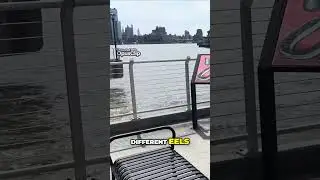 Exploring Aquatic Life in Hudson County! Weehawken Waterfront