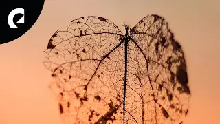 Chill Cole - Floating Leaf
