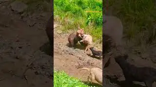 Courageous dogs protect sheep from bear attack