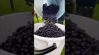 Blueberry cleaning 🫐🥰#shortvideo #wildberries #wildlife #positivevibes #mallusinfinland #family ly