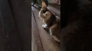 rural kittens #shorts