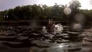 JENZI 2013 - Corrigator Jack-S (fishing & Angelsport)