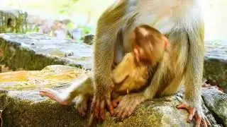 tambah besar