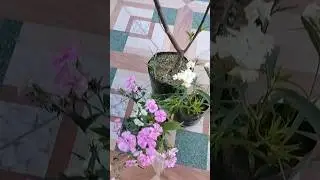 plants shopping in summer # saste plants # fruits k hybrid plants