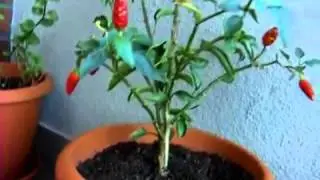 M&atilde;os na Terra | Concurso #MOB | TEDxLisboa