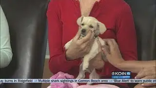 Second chance dogs from OFOSA