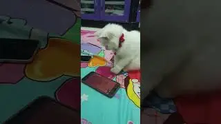 anabulku meninggal kena virus gara2 salah klinik || selamat jalan mochiku sayang