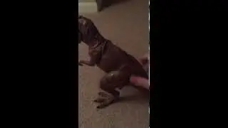 Dinosaur T-Rex Room Guard with Motion Sensor Review