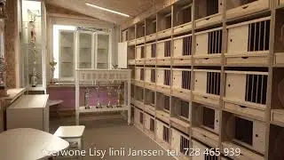 Wystawa szybkich gołębi linii Janssen tel. 728 465 939