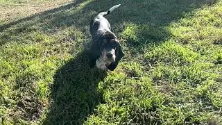 Slow motion Basset Hound - Murray the Basset #dogs #puppy #slowmotion