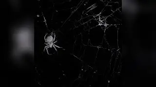 NXVAMANE - AMOK (Super Slowed) [1 HOUR] | Ħ4Ř&ETH;&Scaron;Ť&Yuml;ŁĘ