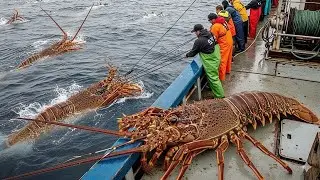 European fishermen reap shocking lobster harvest 12 tons in a single cast of nets $1,000,000