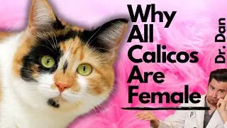 Can a male cat be Calico?  Why are all calico cats female?