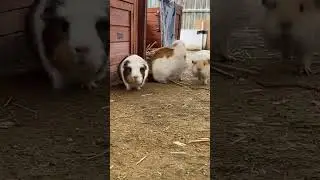 Jumping Guinea pigs
