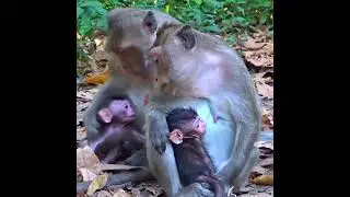 OMG! Beloved Two Newborn Baby Monkey Love Mom and happy animal #1050