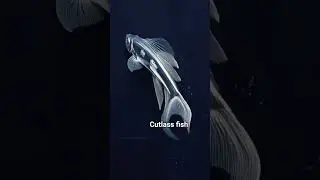 sleek silver cutlassfish floating in dark blue water #shorts #ai #fish #seaworld