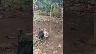 How do chickens have sex | Having sex chickens #shorts