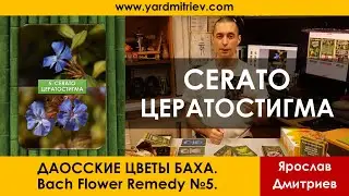 Цветы Баха №5 Cerato - Цератостигма (Даосские Цветы Баха, Дмитриев Я.)