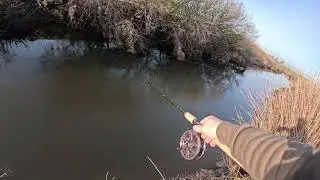 Trying To Entice A Bite From Reluctant Chub In 2 Degrees