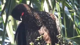 Penelope purpurascens / Pava mo&ntilde;uda/guan  /  crested guan