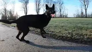 Shepperd dog slomo jumps Gopro Hero 9 Black 1080 120 fps