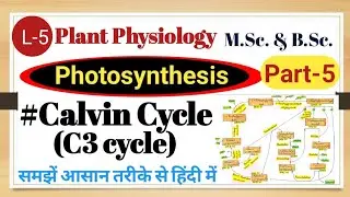 Calvin Cycle (C3 Cycle) in Hindi | Photosynthesis Dark Reaction Explained | Class 11 Biology, M.Sc.
