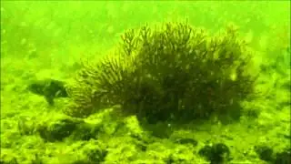 Georgia Artificial Reef A